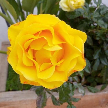 Casa Yoel Villa Granadilla De Abona Eksteriør billede